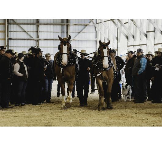 Highlights from Spring 2022 Horse Auction: Lot 12: 2 yr Belgian Gelding sold for $5400  Lot 13: 4 yr old Belgian gelding sold for $6800